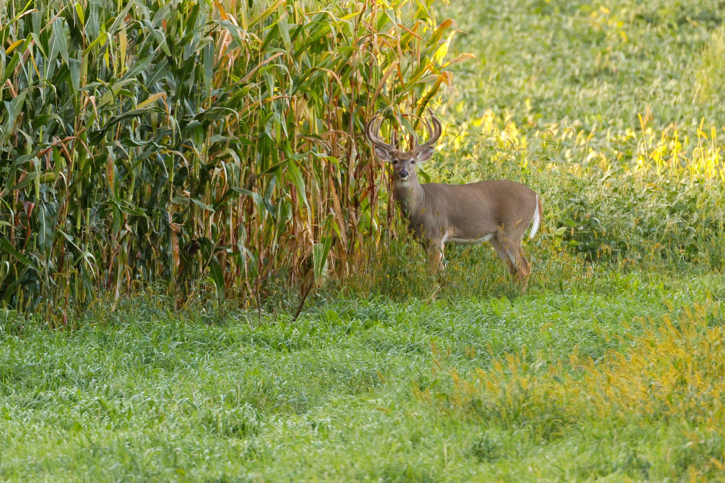 A whitetail buck at the edge of a standing cornfield in evening light.