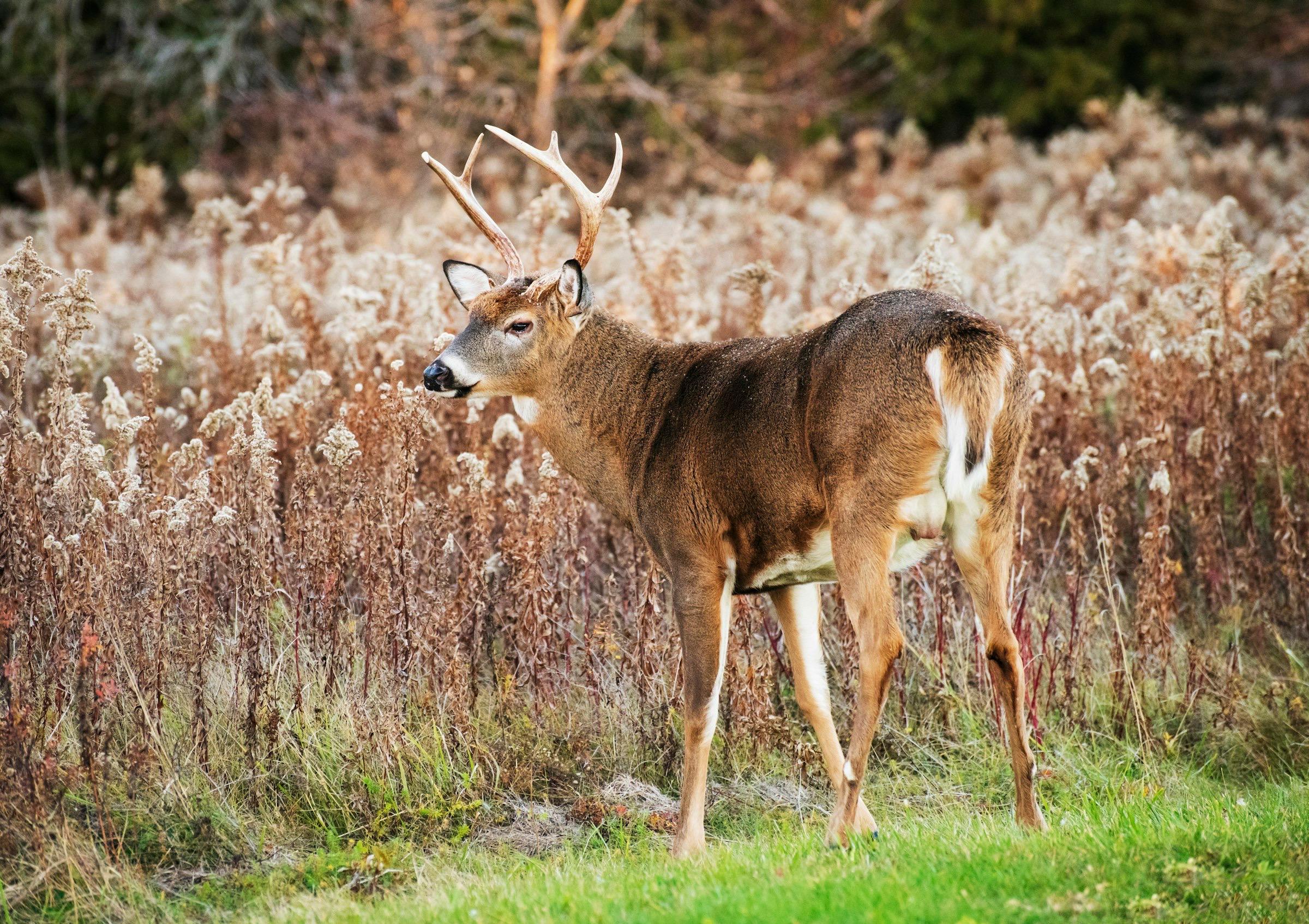 A whitetail buck standing in goldenrod at the edge of a field.