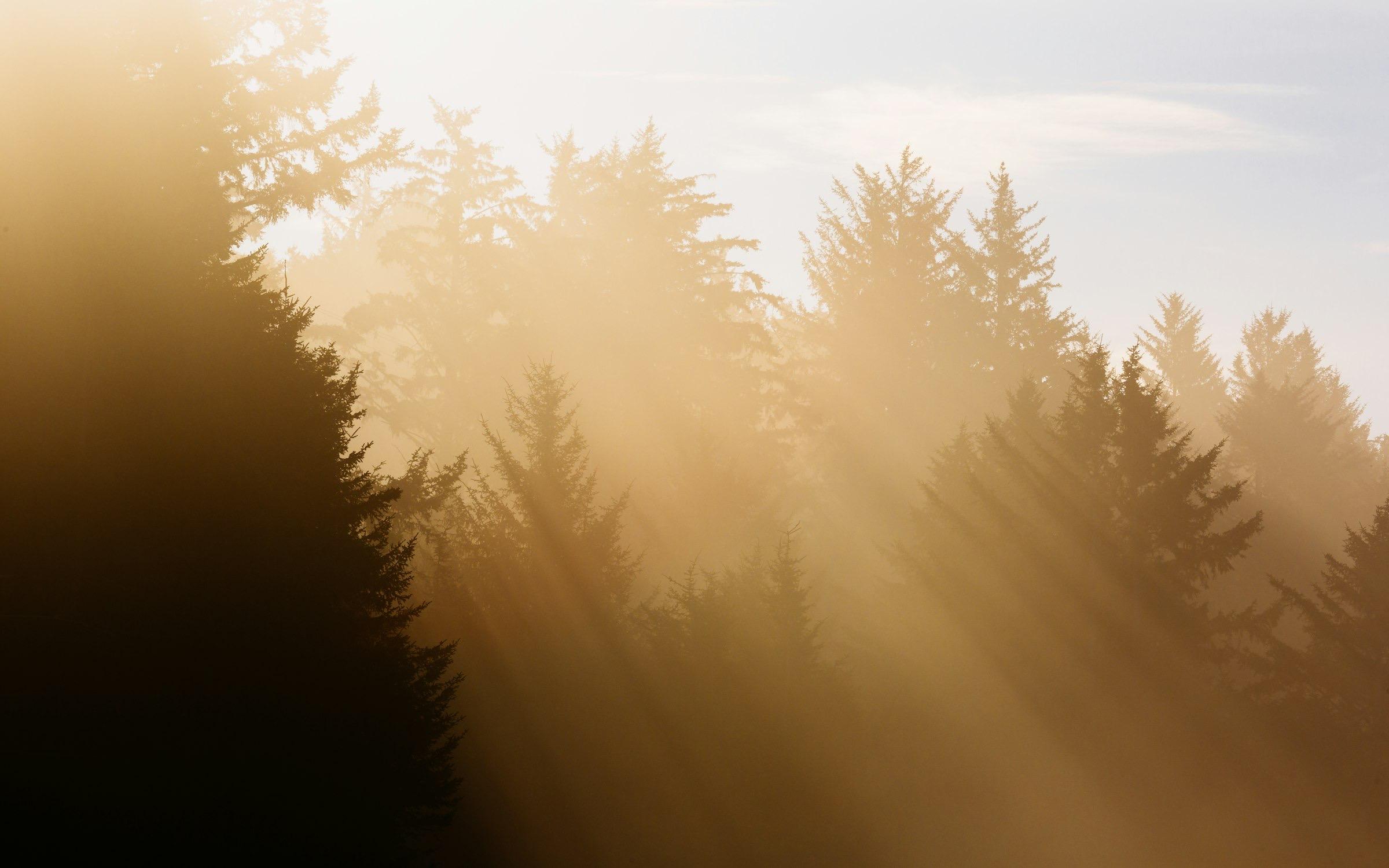 Morning sun breaking through fog in a stand of conifers.