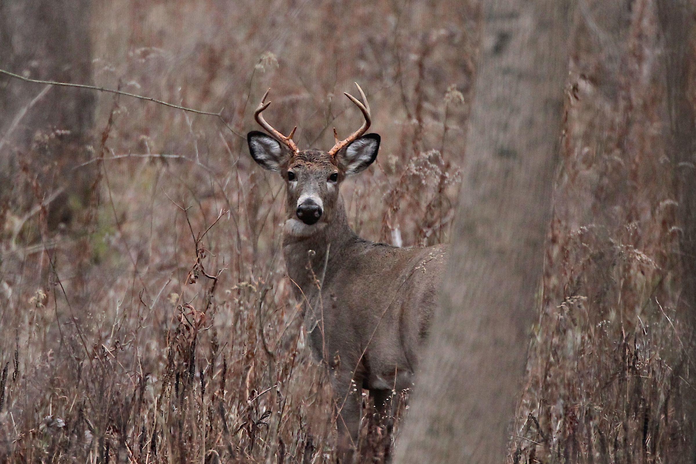 A whitetail buck looking straight out of brushy autumn cover.