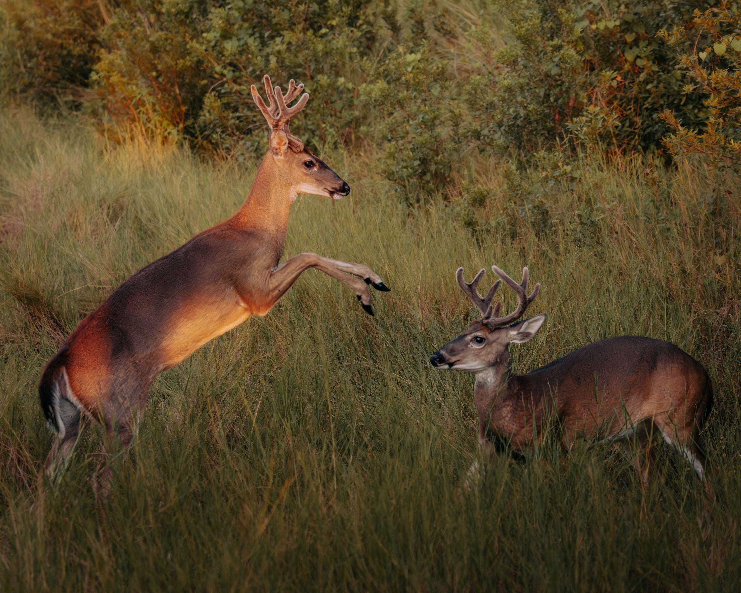 Two whitetail bucks squaring off in tall grass in low autumn light.